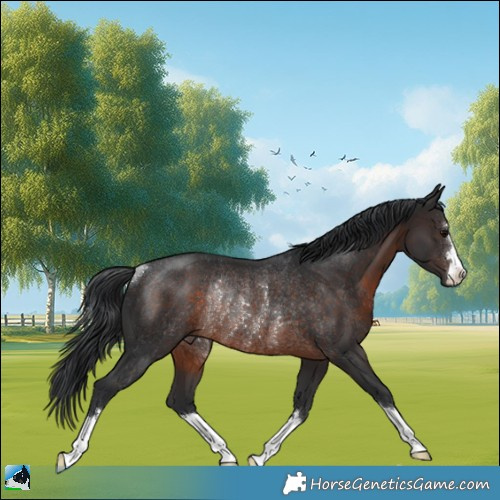 Horse Color:Brown Rabicano 