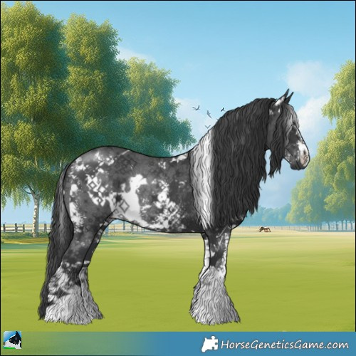 Horse Color:White Spotted Black Sabino Rabicano 