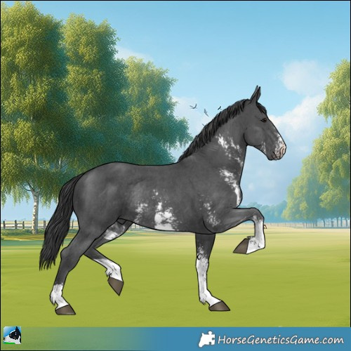 Horse Color:Black Sabino Rabicano 