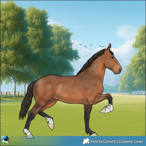 Horse Color:Bay Rabicano 