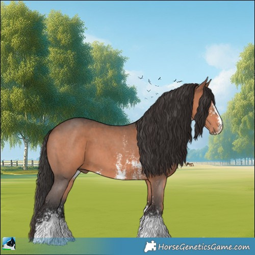 Horse Color:Brown Sabino 
