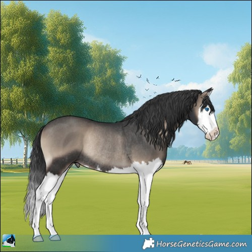 Horse Color:Blue Onyx Splash Rabicano 
