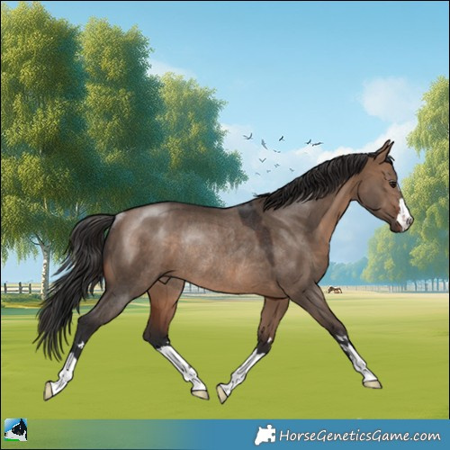 Horse Color:Brown Dun Rabicano 