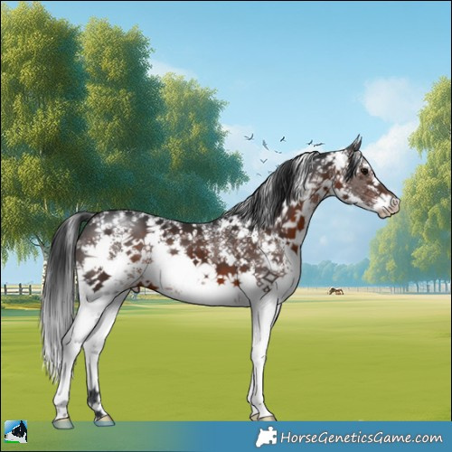Horse Color:Brown Sabino 