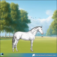 Horse Color:Brown Sabino 