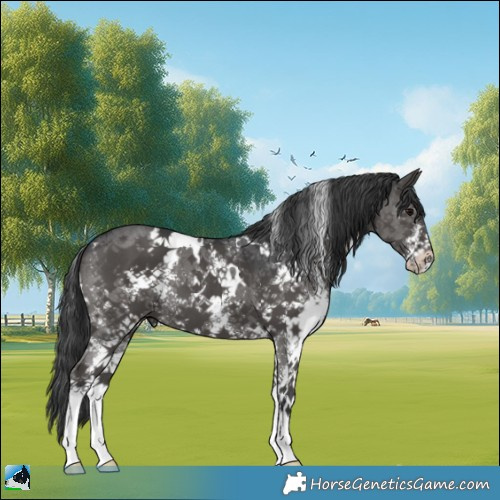 Horse Color:White Spotted Black Sabino 