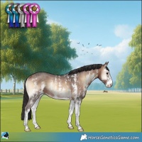 Horse Color:Brown Onyx Sabino Rabicano 