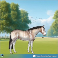 Horse Color:Brown Onyx Sabino Rabicano