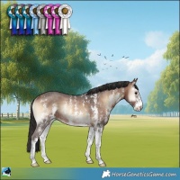 Horse Color:Brown Onyx Sabino Rabicano 