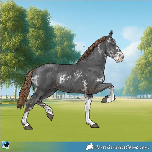 Horse Color:Liver Chestnut Ice Sabino Rabicano 