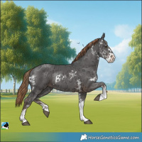 Horse Color:Liver Chestnut Ice Sabino Rabicano 