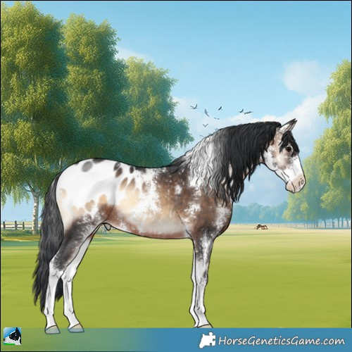 Horse Color:Brown Onyx Sabino Appaloosa Rabicano 