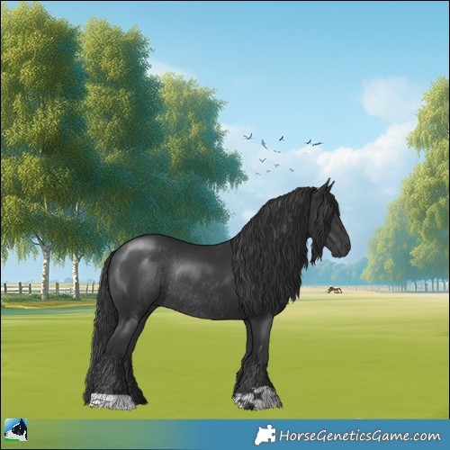 Horse Color:Black Rabicano 