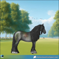 Horse Color:Black Rabicano