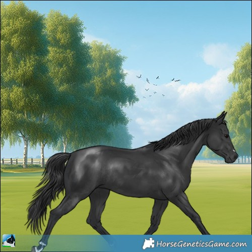 Horse Color:Black Rabicano 