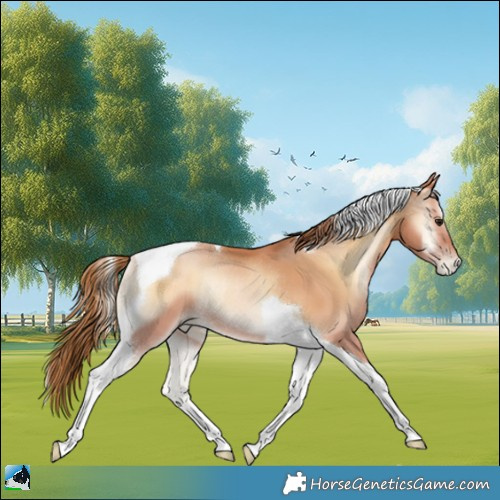 Horse Color:Bay Pearl Onyx Tobiano Rabicano 