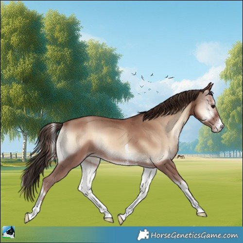 Horse Color:Classic Champagne Onyx Sabino Rabicano 