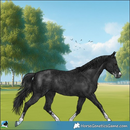 Horse Color:Black Ice Sabino Rabicano 