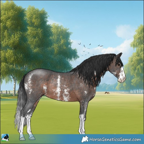 Horse Color:Brown Sabino Rabicano 