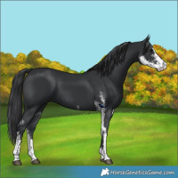Horse Color:Black Sabino 
