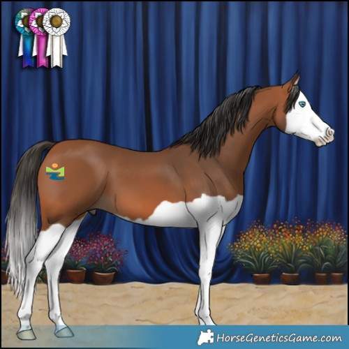 Horse Color:Bay Splash 