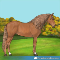 Horse Color:Chestnut 