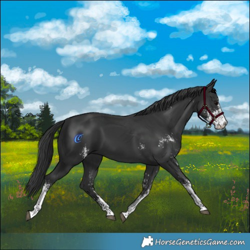 Horse Color:Black Sabino 