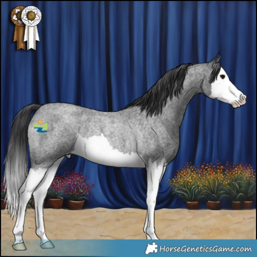 Horse Color:Blue Roan Splash Rabicano 