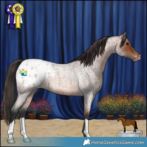 Horse Color:Bay Roan Appaloosa 