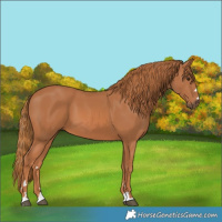 Horse Color:Chestnut 