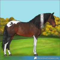 Horse Color:Brown Tobiano Rabicano 