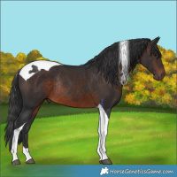 Horse Color:Brown Tobiano Rabicano