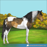 Horse Color:Buckskin Tobiano
