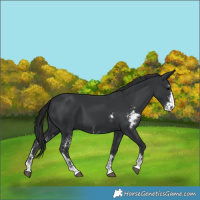 Horse Color:Black Sabino