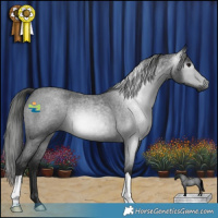 Horse Color:Gray Smoky Blue Roan 