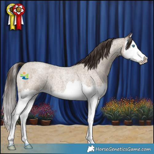 Horse Color:Classic Champagne Roan Splash 
