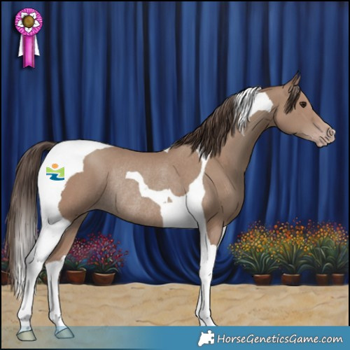 Horse Color:Classic Champagne Tobiano Rabicano 