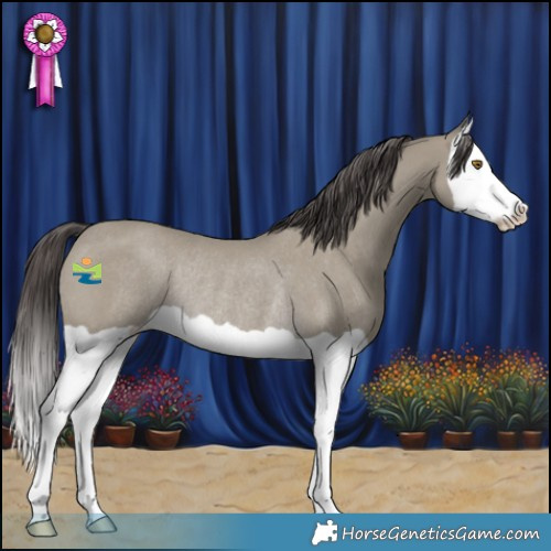 Horse Color:Classic Cream Champagne Splash Rabicano 