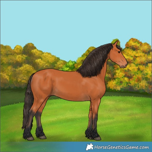 Horse Color:Bay 