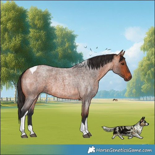 Horse Color:Bay Roan Tobiano 