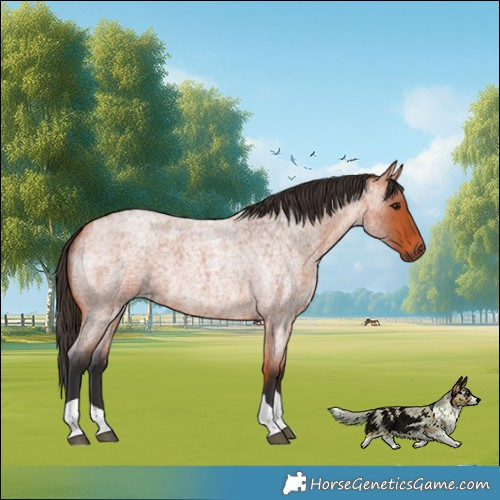 Horse Color:Bay Roan Tobiano