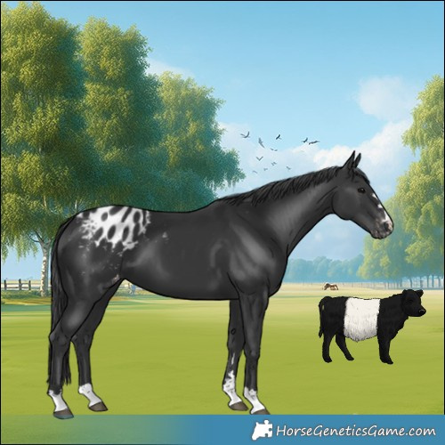 Horse Color:Black Appaloosa