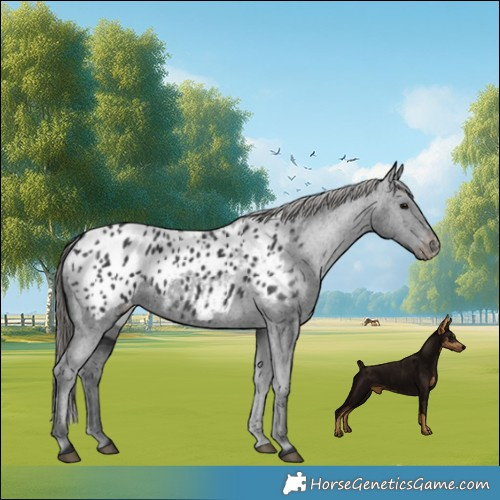 Horse Color:Black Appaloosa 