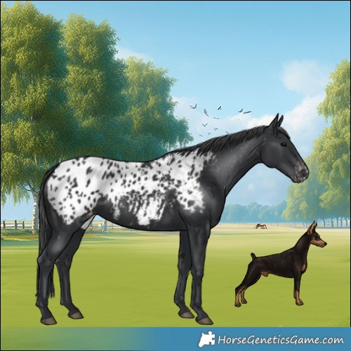 Horse Color:Black Appaloosa 