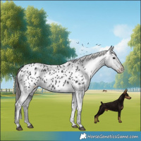 Horse Color:Black Appaloosa