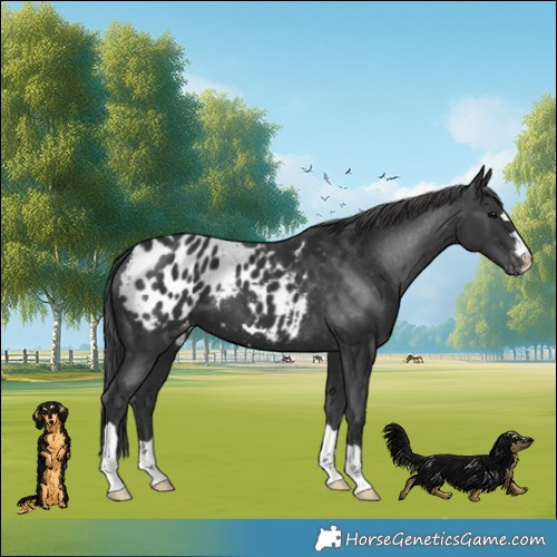 Horse Color:Black Appaloosa