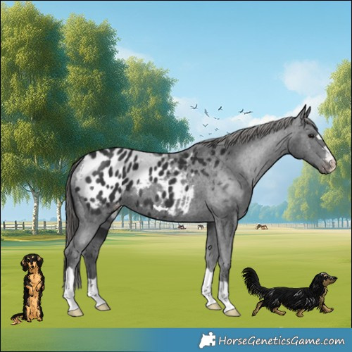 Horse Color:Black Blanket 