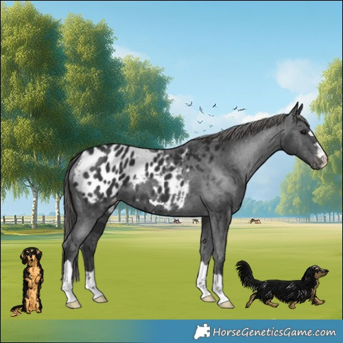 Horse Color:Black Appaloosa