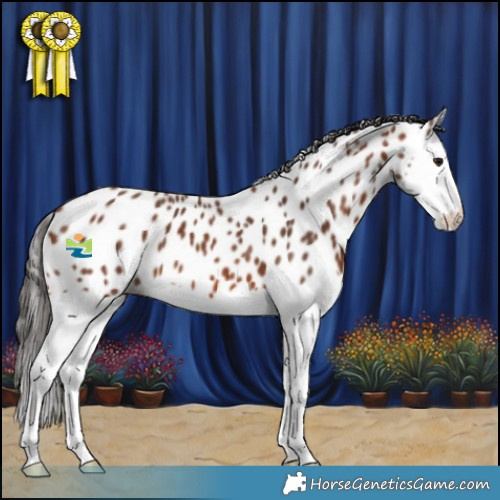 Horse Color:Bay Splash Appaloosa 