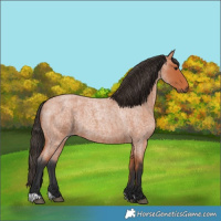 Horse Color:Bay Roan 